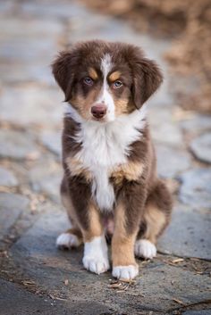 a brown and white puppy sitting on top of a stone floor