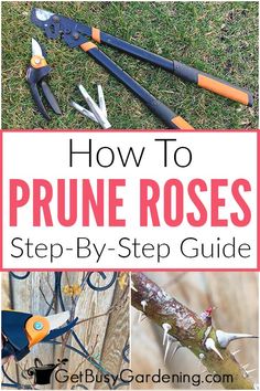 how to prune roses step by step guide