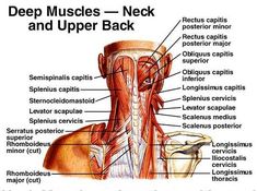 Neck Muscle Anatomy, Head Muscles, Muscles Of The Neck, Massage Points, Bolesti Chrbta, Brain Anatomy, Muscle Anatomy, Neck And Shoulder Pain, Neck And Back Pain