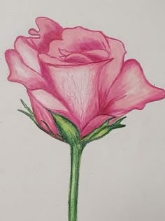 a drawing of a pink rose with green stems