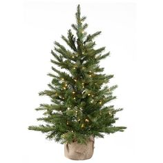 This Nordic Spruce tree features Feel Real branch tip technology, creating a tree with remarkable realism. These crush-resistant branch tips are molded from real tree branches for an authentic living tree appearance. This small stature tree in burlap bag base is pre-strung with 100 clear lights that remain lit even if a bulb burns out. Display this decoration on floor or tabletop, in any indoor or covered outdoor location. Size: 3'.  Color: Green. Tabletop Christmas Trees, Pretty Christmas Decorations, Slim Christmas Tree, Spruce Christmas Tree, Spruce Tree, Tabletop Christmas Tree, Faux Tree, Little Christmas Trees, Pretty Christmas