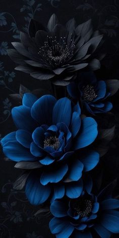 three dark blue flowers on a black background