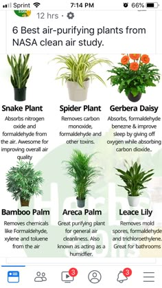 the best air puriing plants for houseplants and other indoor plant care