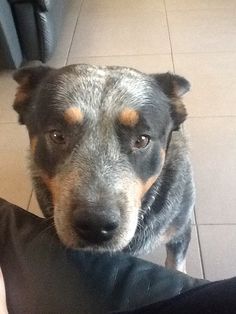 a close up of a dog on the floor with someone's leg in the background