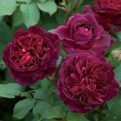 three red roses with green leaves in the foreground and on the far side, there is a dark purple flower