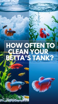 how often to clean your beta's tank? - infographical poster