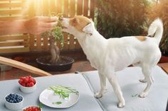 a small white and brown dog standing on top of a table next to a bowl of berries