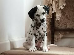 a black and white dog sitting on top of a carpeted floor next to a chair