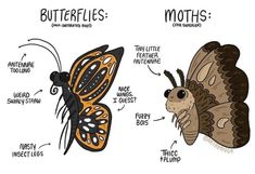 an image of butterflies and moths that are labeled in different languages, including the words mothes