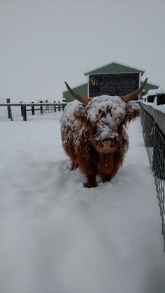 a yak is standing in the snow near a fence and building on a snowy day