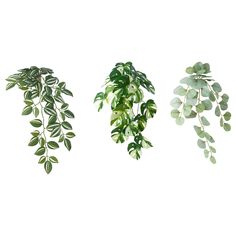 three different types of green plants on a white background