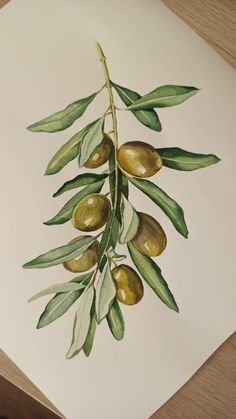 олива акварель, ветвь оливы акварелью Olive Watercolor Painting, Olive Painting Art, Olives Drawing, Olives Painting, Olive Drawing, Olive Tree Art, Olive Painting, Olives Watercolor, Watercolour Fruit