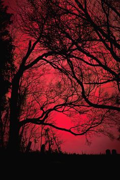 the sky is red and there are trees in front of it with no leaves on them