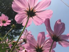 pink flowers are blooming in the sun on a sunny day