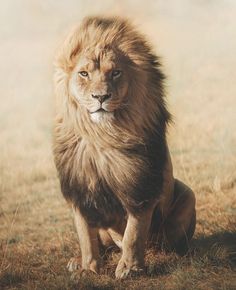 a lion sitting on top of a dry grass field