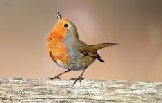 a small bird sitting on top of a piece of wood