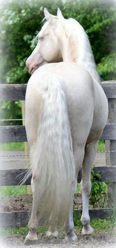 a white horse with long hair standing in front of a fence and looking at the camera