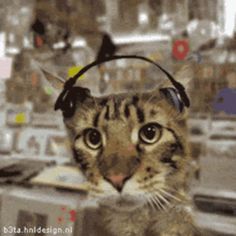 a cat wearing headphones and looking at the camera