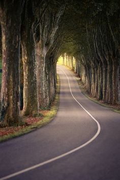 an empty road lined with trees on both sides