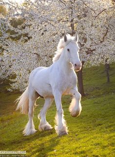 a white horse is running in the grass near some trees with blossoming flowers on it