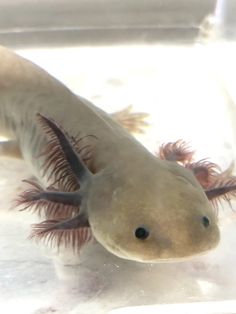 an animal with long, thin legs is swimming in the water and looking at the camera