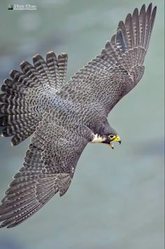 a large bird flying through the air with it's wings spread wide and yellow beak