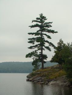 a lone tree sitting on the edge of a lake