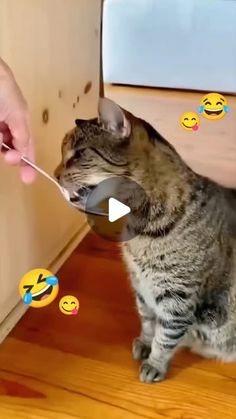 a cat is eating out of a spoon with emoticions on the wall behind it