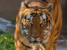 a large tiger walking across a lush green field