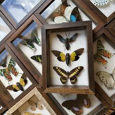 a collection of framed butterflies on display in wooden frames