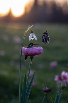 two butterflies flying over a pink flower in a field at sunset with the sun behind them