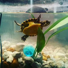 a turtle swimming in an aquarium with rocks and plants