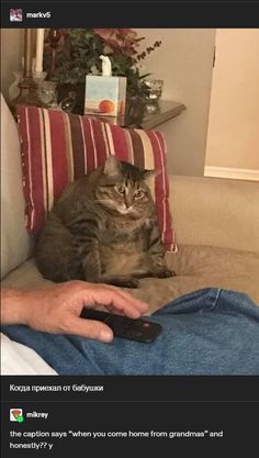 a cat sitting on top of a couch next to a person holding a remote control