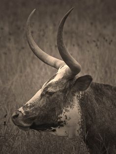 an animal with large horns standing in the middle of some tall grass and looking off into the distance