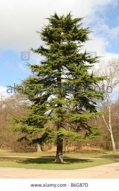 a large pine tree in the middle of a park - stock photo, image id 788