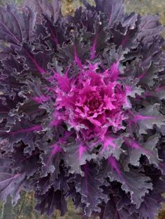 an overhead view of a red and purple cabbage