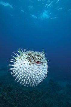 a puffer fish is swimming in the ocean