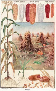 an old illustration of corn growing in the field with other plants and vegetables around it