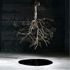 a tree that is growing out of the ground in a dark room with its roots exposed