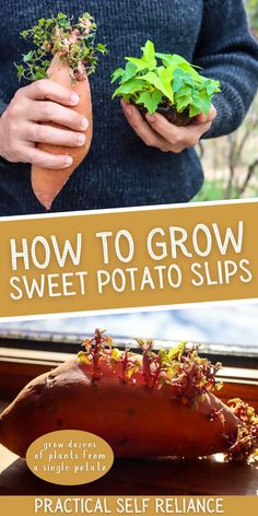 the cover of how to grow sweet potato slips