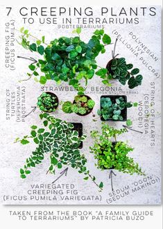 a poster with different types of plants on it and the words 7 creeping plants to use in terrariums