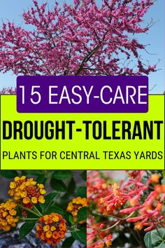 flowers and plants with the words, 15 easy - care drought - tolerant plants for central texas yards