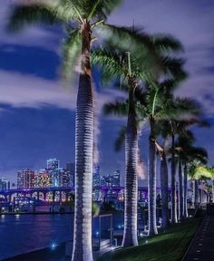 palm trees are lined up along the waterfront in front of a city skyline at night