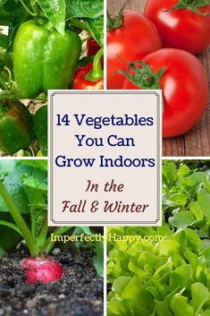 14 Vegetables You Can Grow Indoors in the Fall & Winter & Garden All Year Long! Fall Winter Garden, Growing Tomatoes Indoors, Growing Food Indoors, Funny Vine, Indoor Vegetables, Indoor Herb, Herb Gardens, Indoor Vegetable Gardening, Fall Vegetables