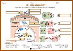 diagram of cell signaling worksheet showing the cellular structure and how it works in an animal cell