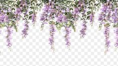 purple flowers hanging down from the ceiling in front of a white background, with green leaves and