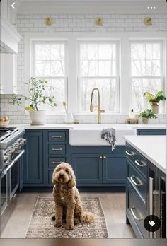 a dog sitting in the middle of a kitchen with blue cabinets and white counter tops