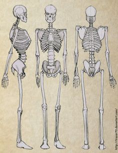 three human skeleton models are shown in black and white, with the lower half showing