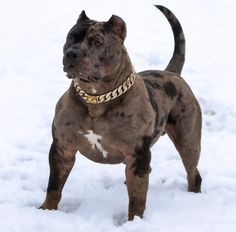 a dog standing in the snow wearing a chain around it's neck and collar