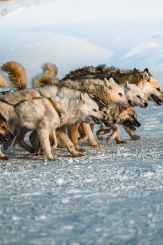 a group of dogs walking across a snow covered ground next to another dog on a leash